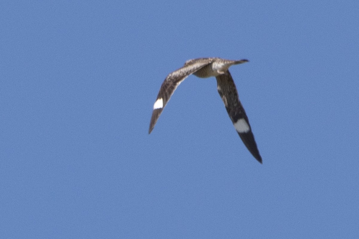 Common Nighthawk - D Gamelin