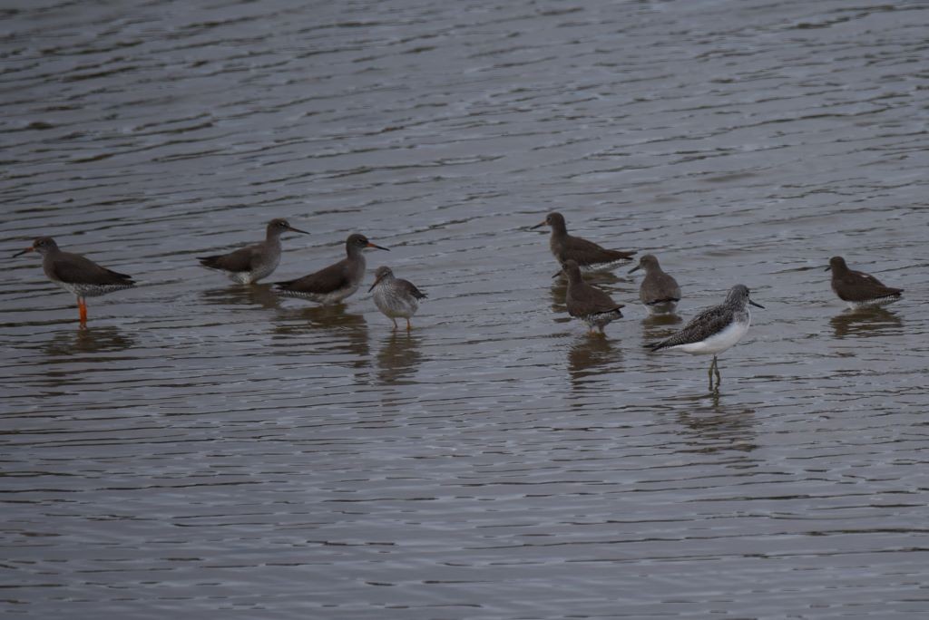 Common Redshank - ML614695067