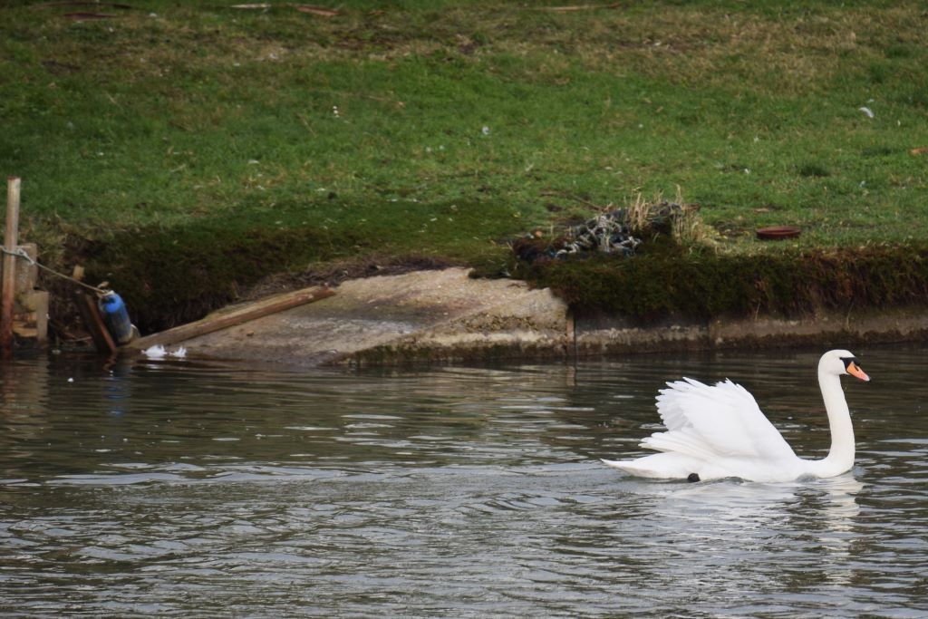 Mute Swan - ML614695084