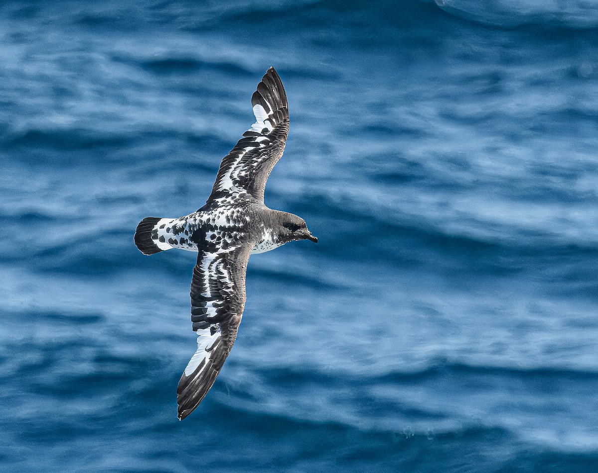 Petrel Damero - ML614695110