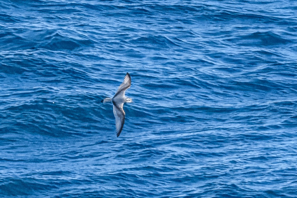 Antarctic Prion - ML614695116