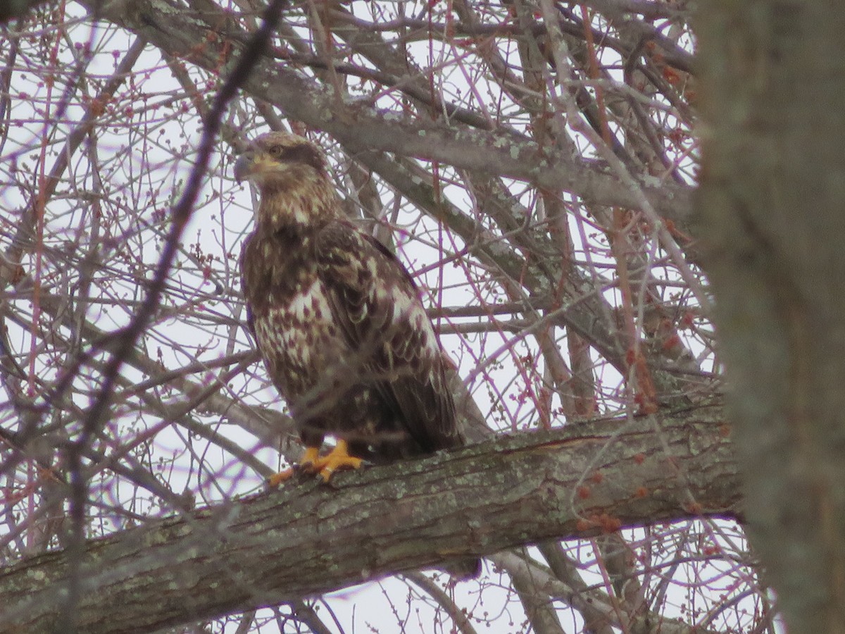 Weißkopf-Seeadler - ML614695137