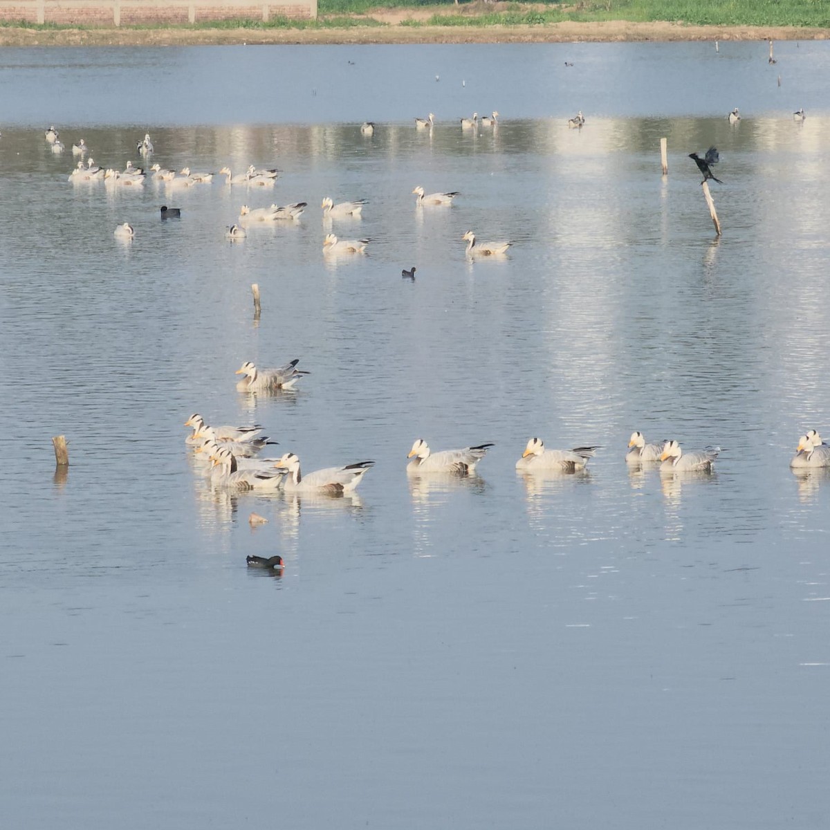 Bar-headed Goose - ML614695141