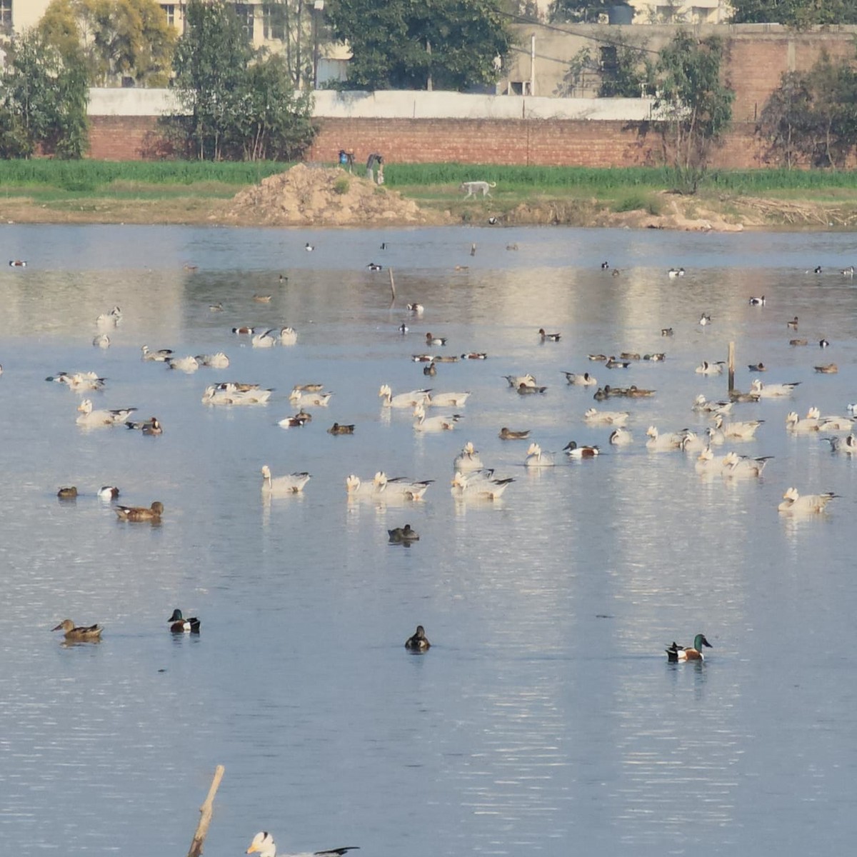 Bar-headed Goose - Aaryan bhalla