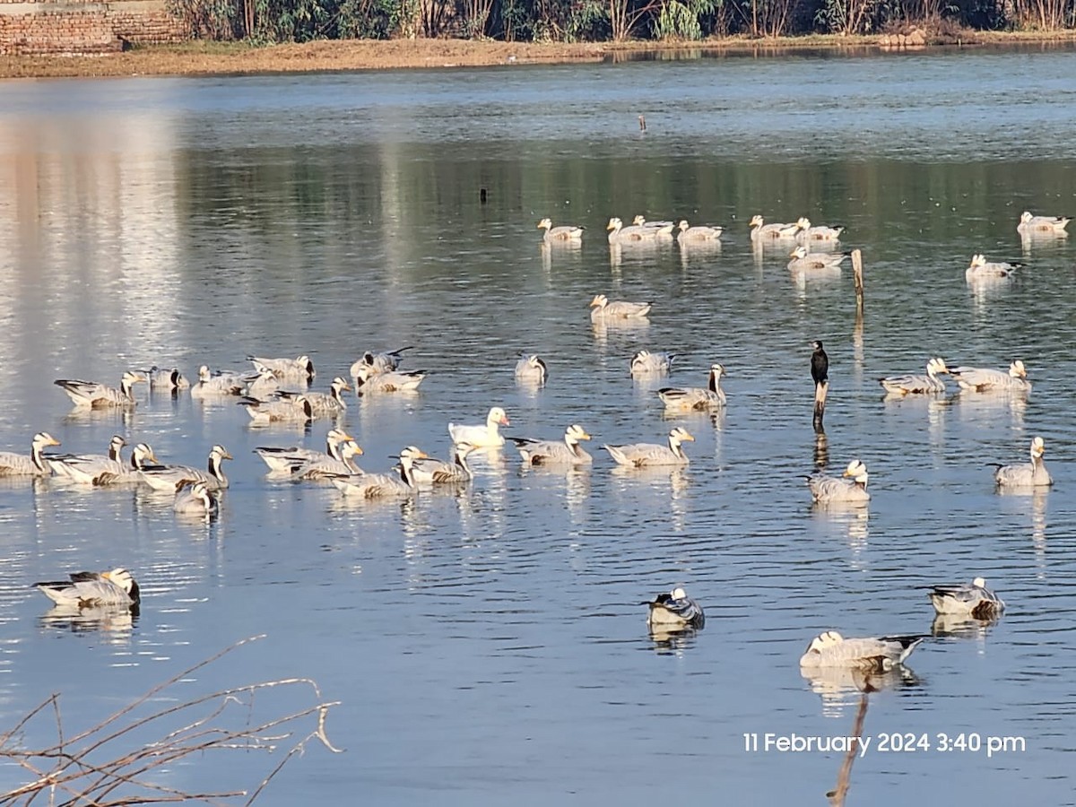 Bar-headed Goose - ML614695143