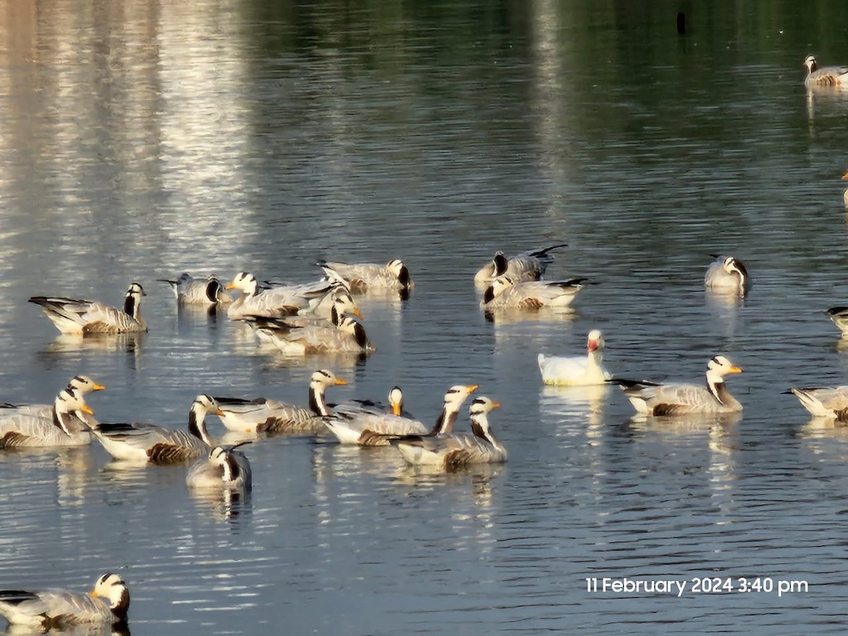 Bar-headed Goose - ML614695144