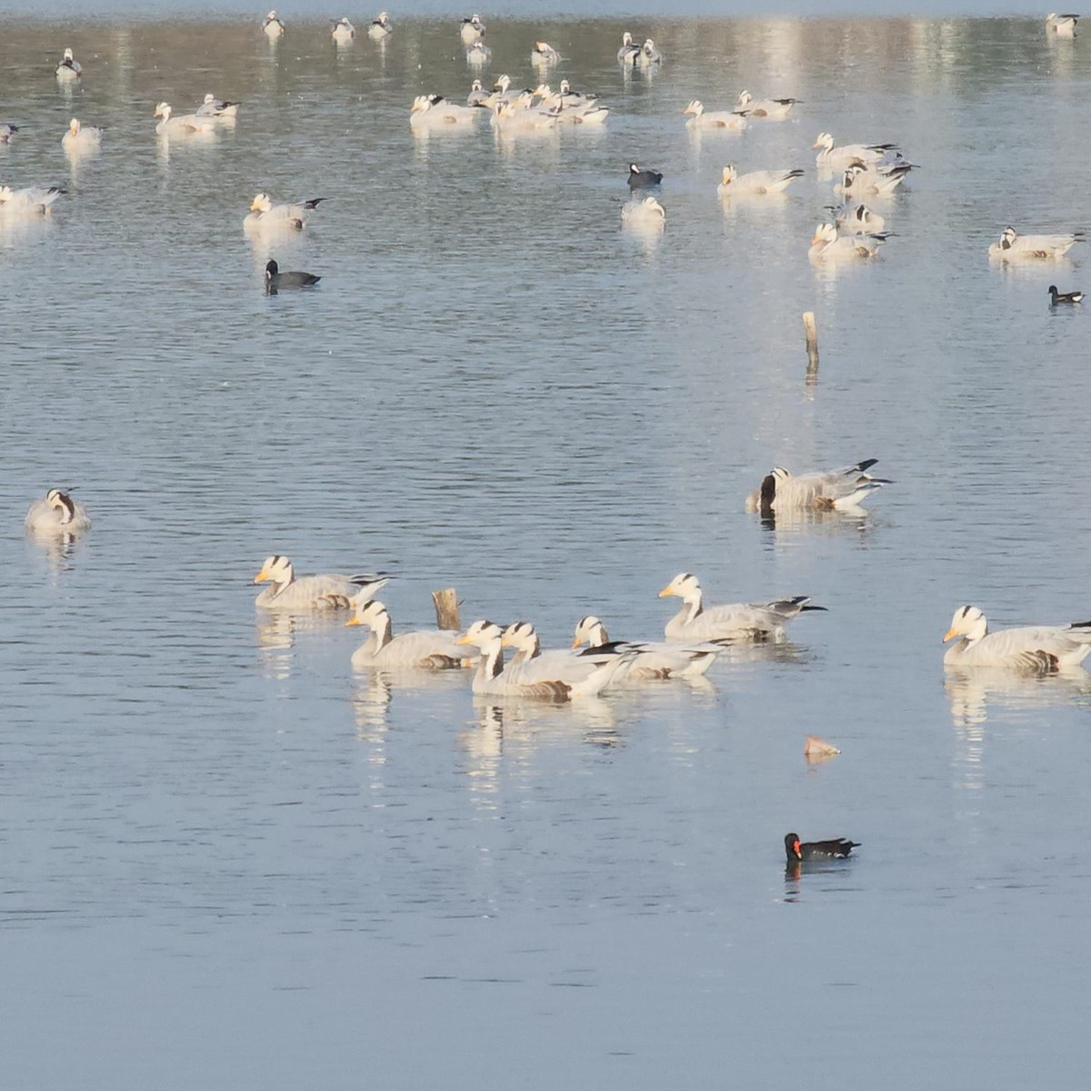 Bar-headed Goose - ML614695145