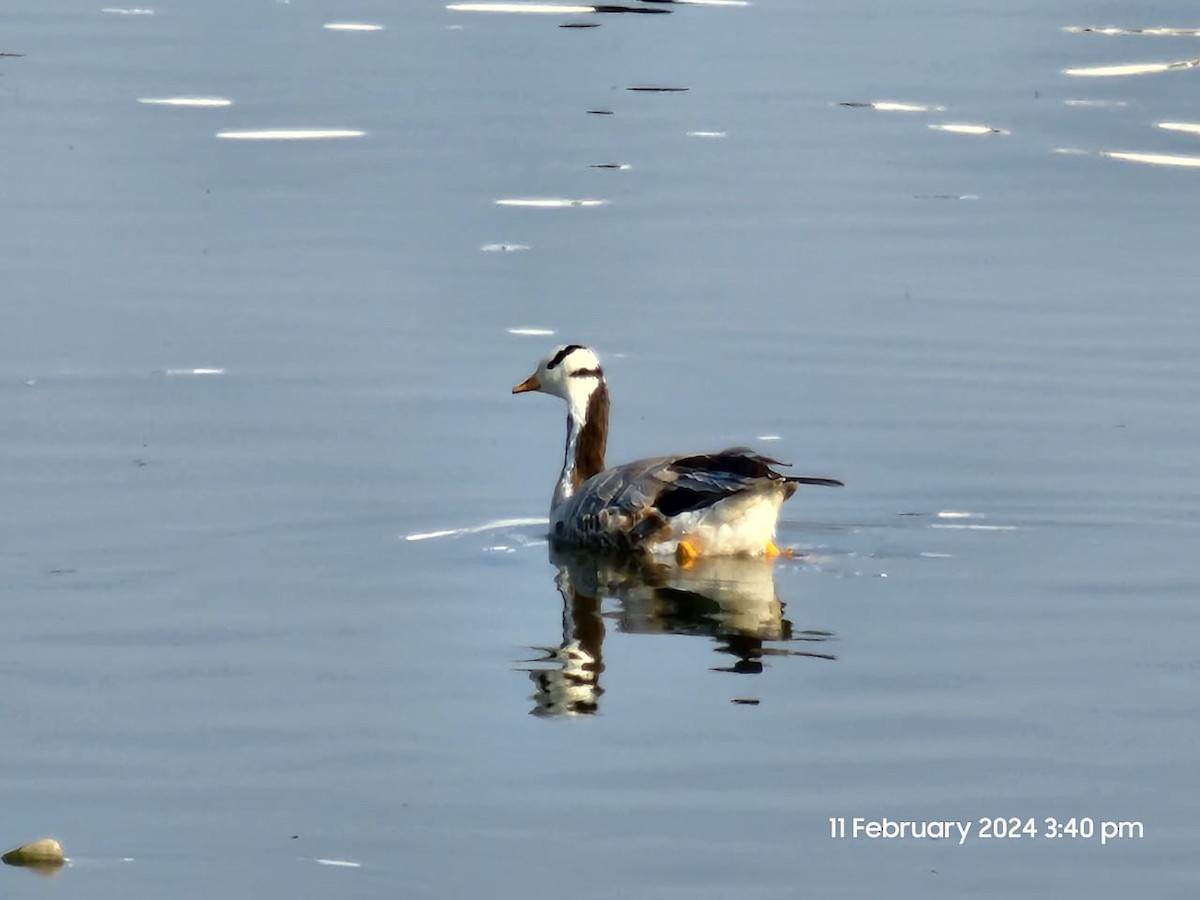 Bar-headed Goose - Aaryan bhalla