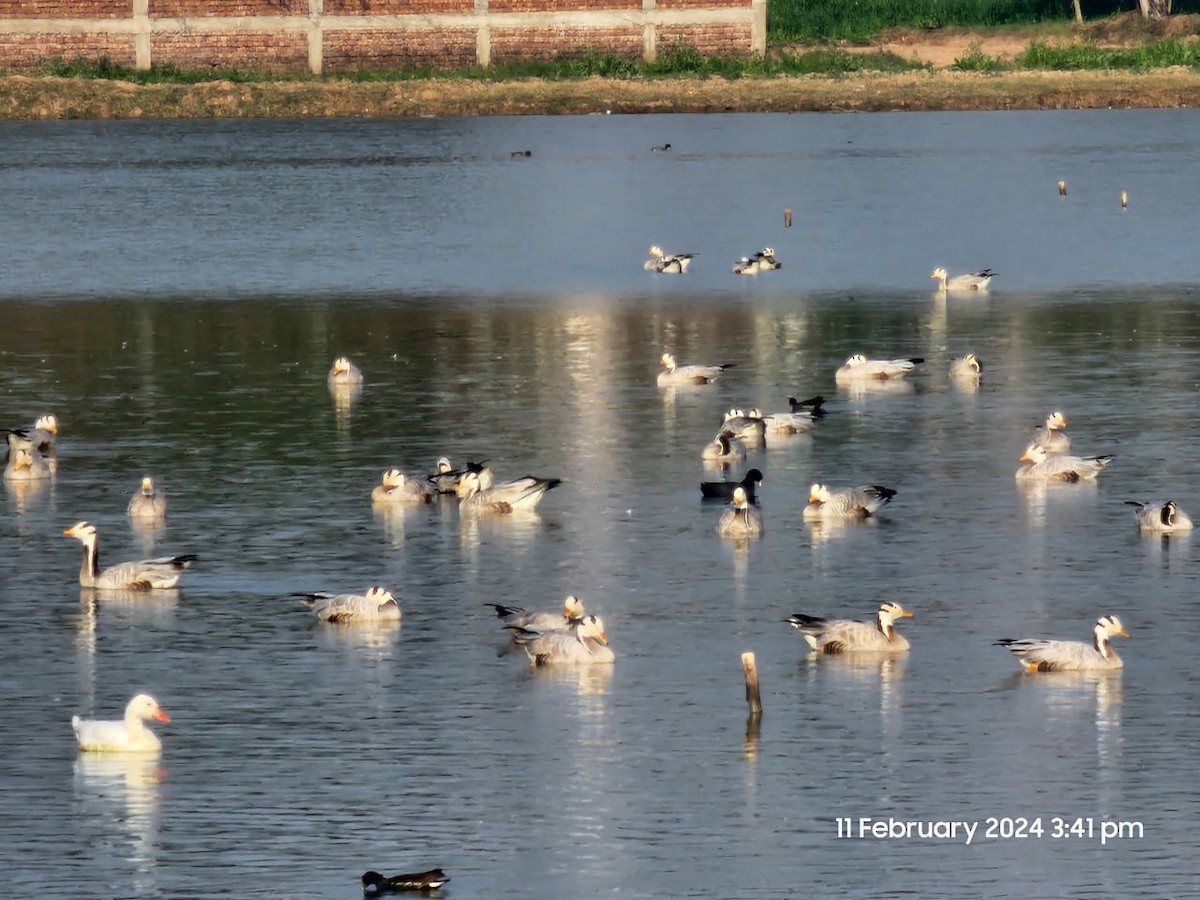 Bar-headed Goose - ML614695149