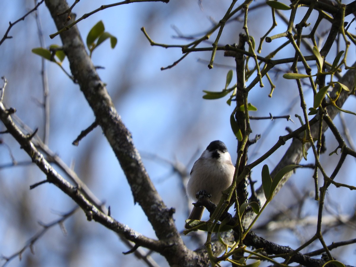 Marsh Tit - ML614695284