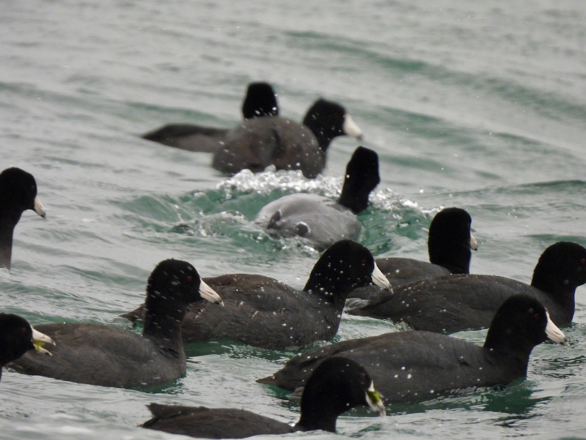 American Coot - ML614695288