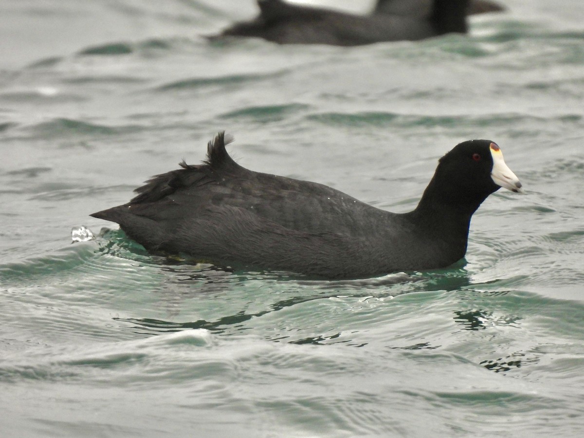 American Coot - ML614695289