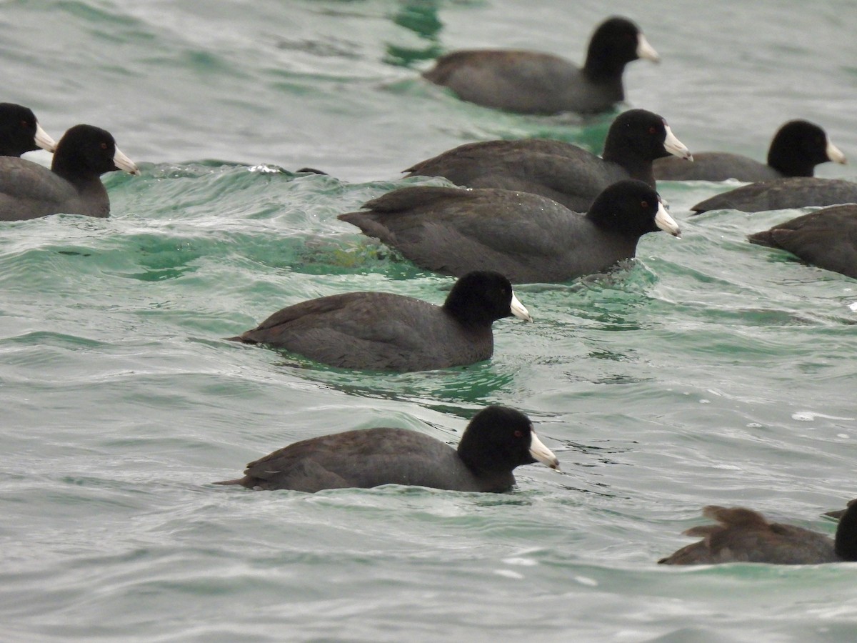 American Coot - ML614695290