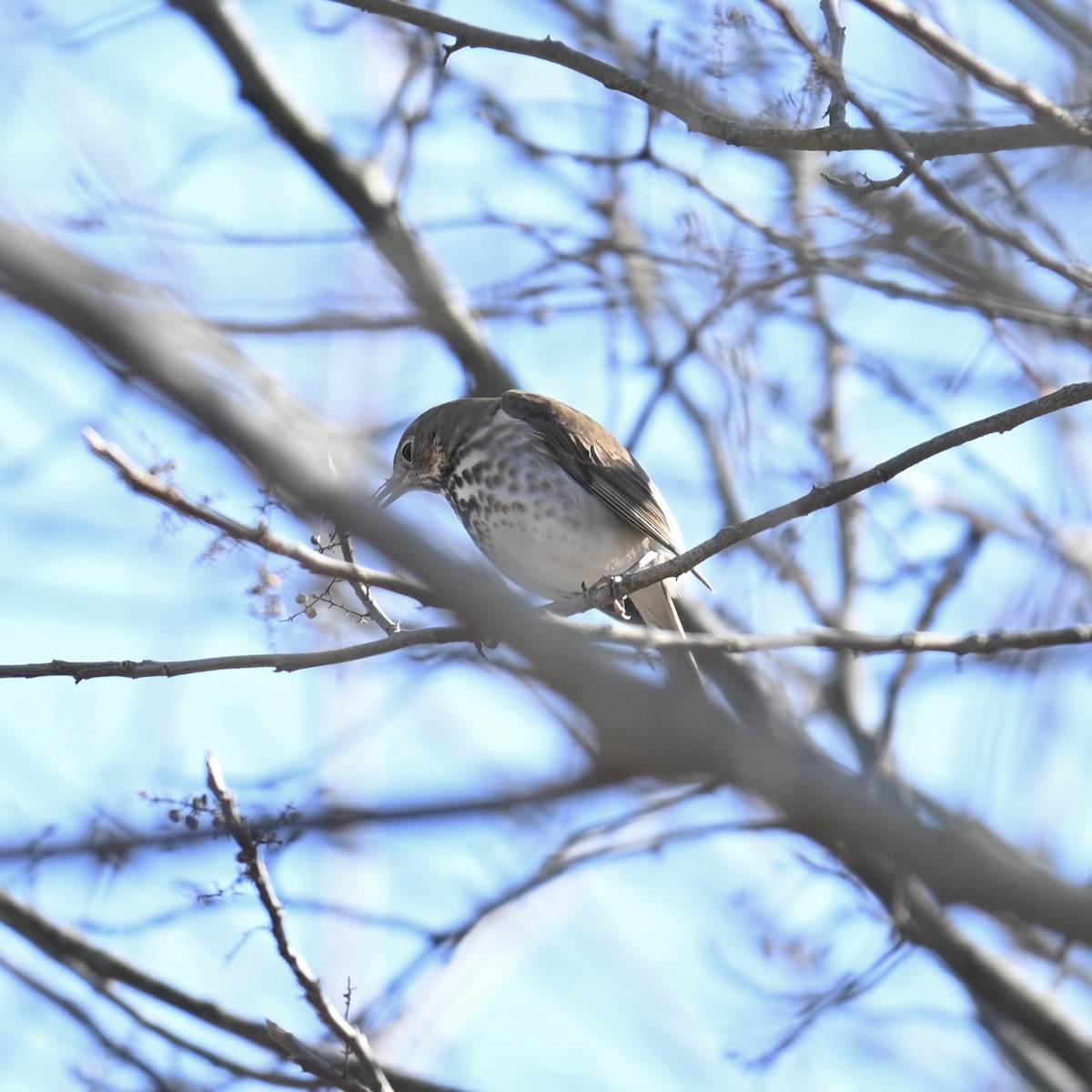 Hermit Thrush - Justin Riley