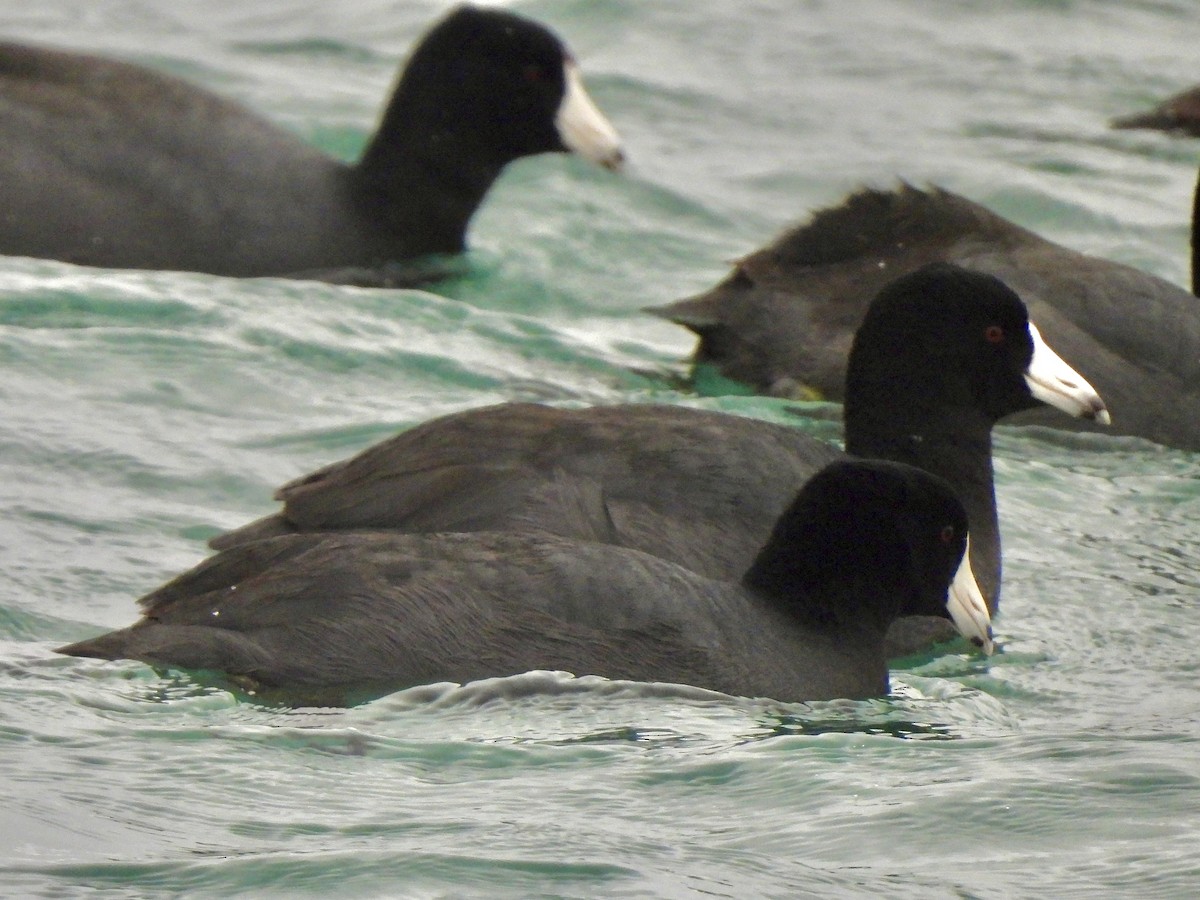 American Coot - ML614695294