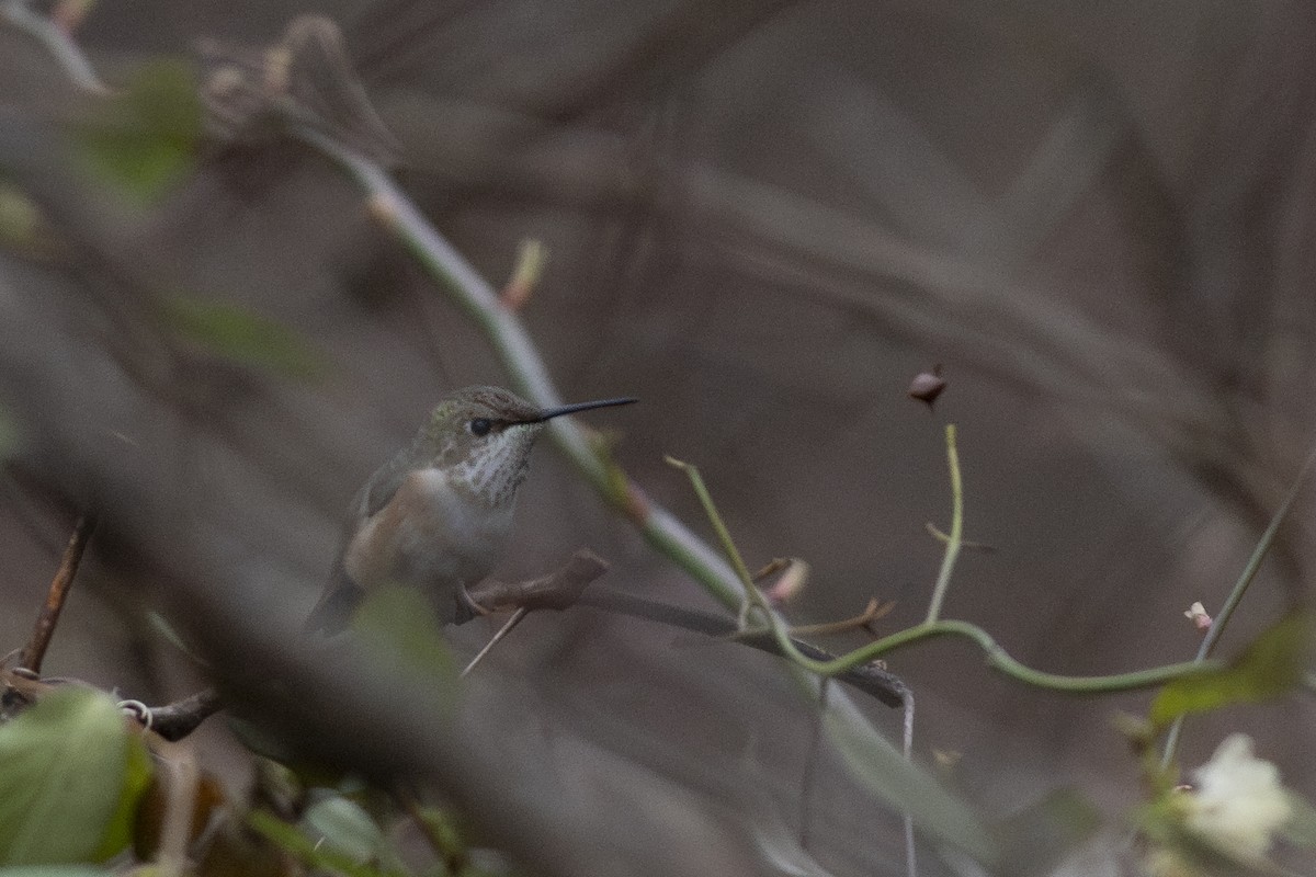 Rufous Hummingbird - Juan Salas
