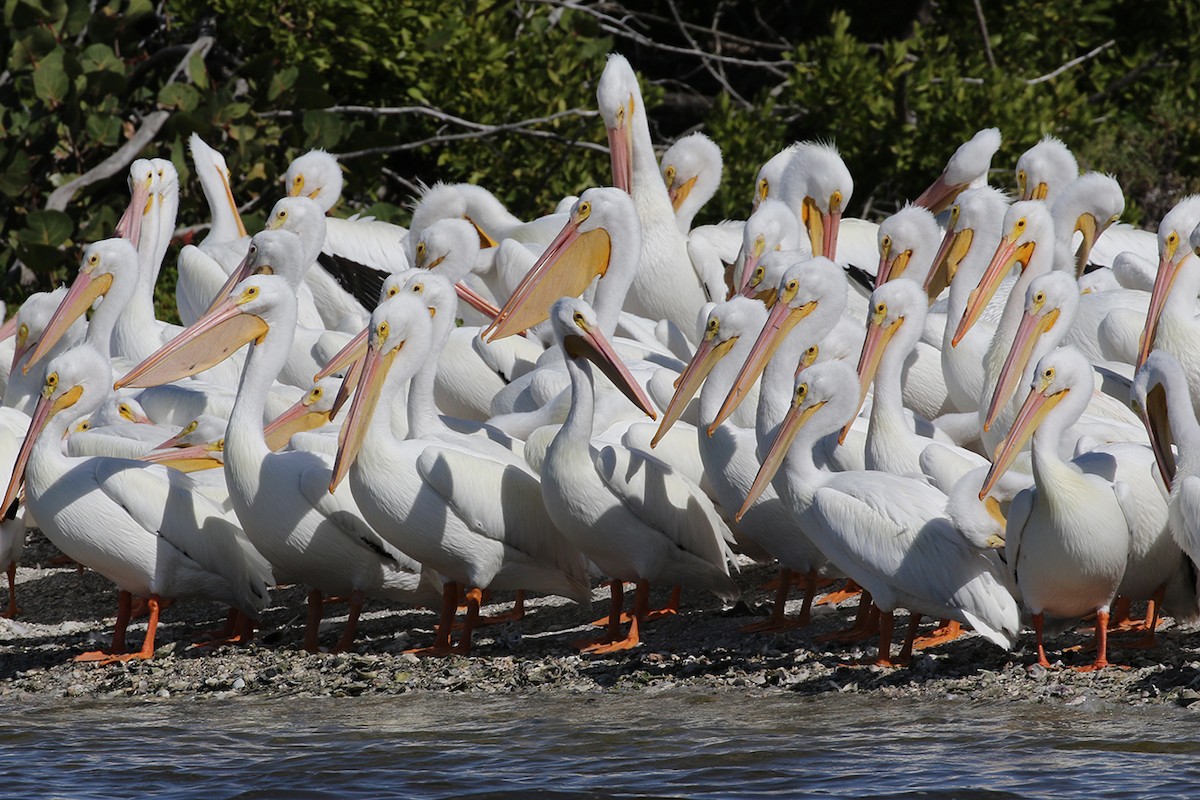 American White Pelican - Meg Rousher