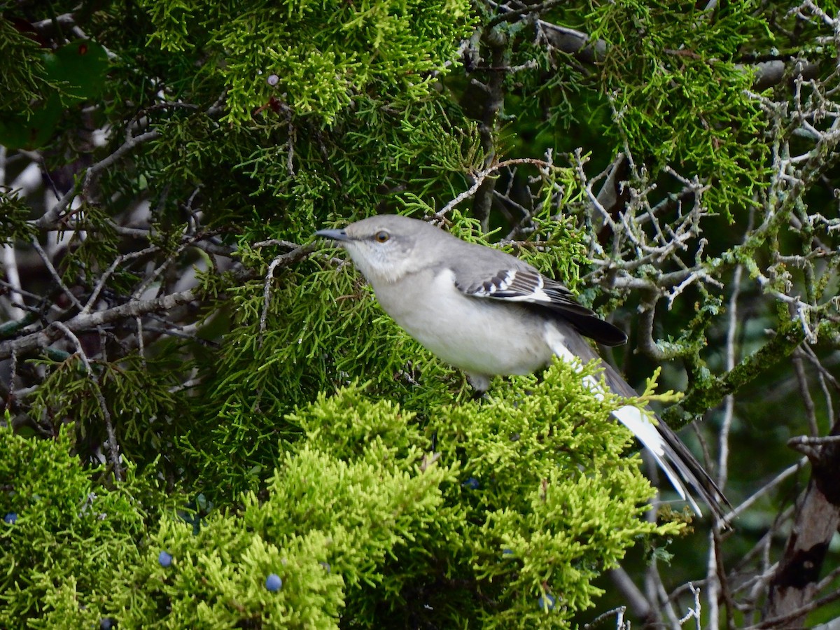 Northern Mockingbird - ML614695365