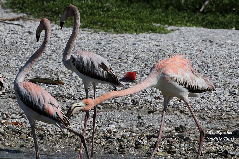 American Flamingo - ML614695380