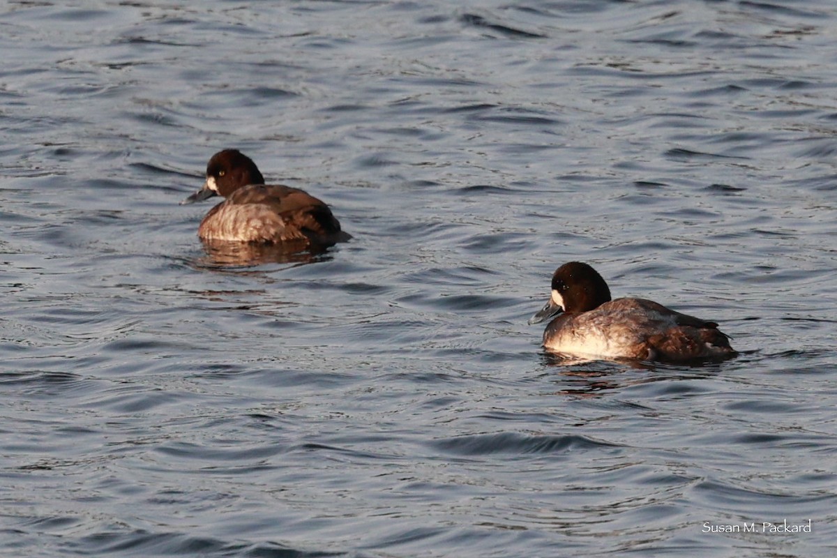 Greater Scaup - ML614695416