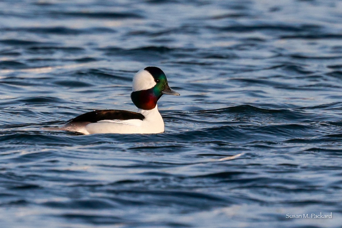 Bufflehead - ML614695472