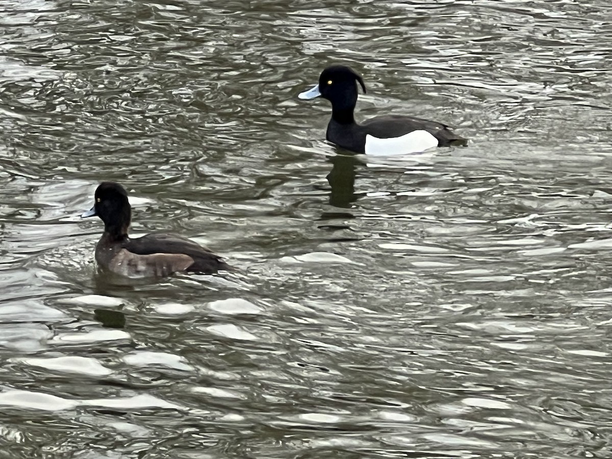 Tufted Duck - ML614695476