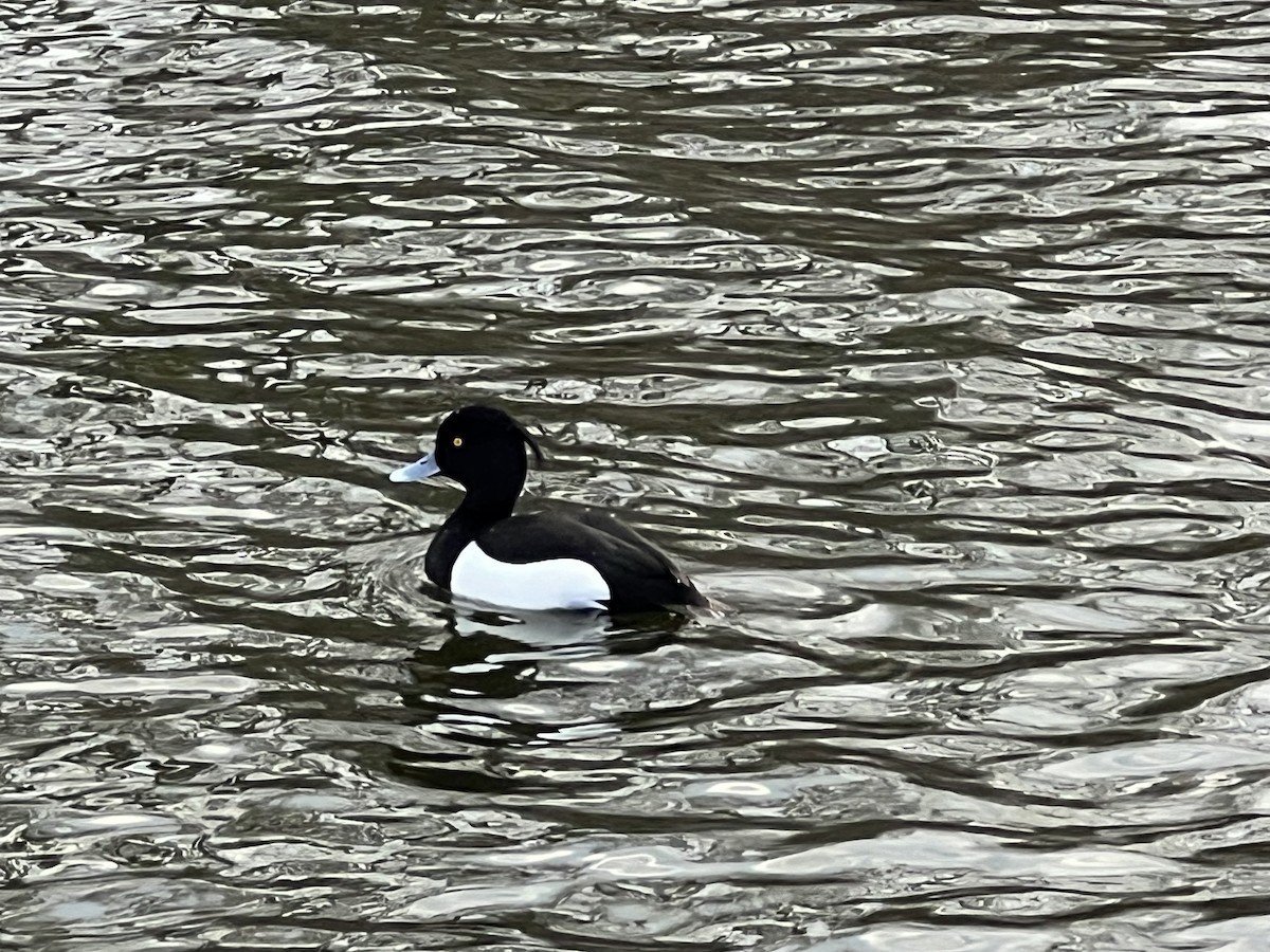 Tufted Duck - ML614695477