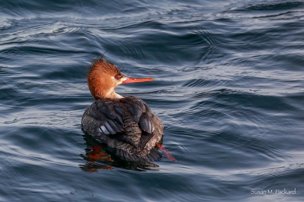 Red-breasted Merganser - Susan Packard