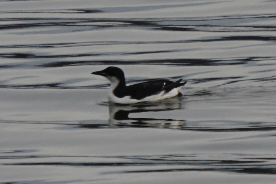 Thick-billed Murre - ML614695504