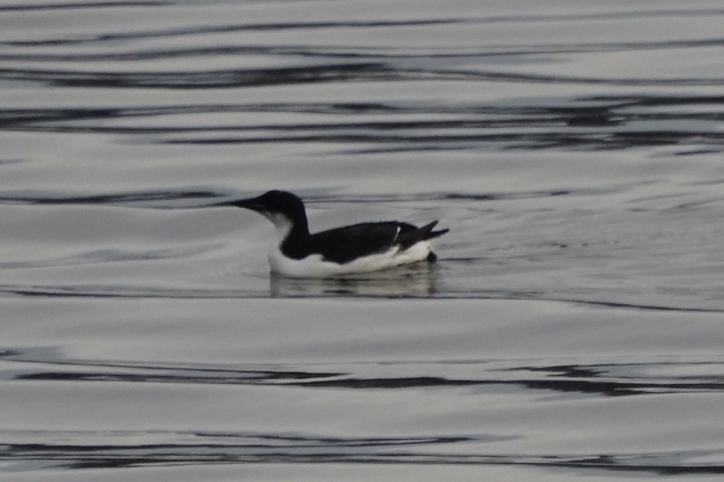 Thick-billed Murre - ML614695505