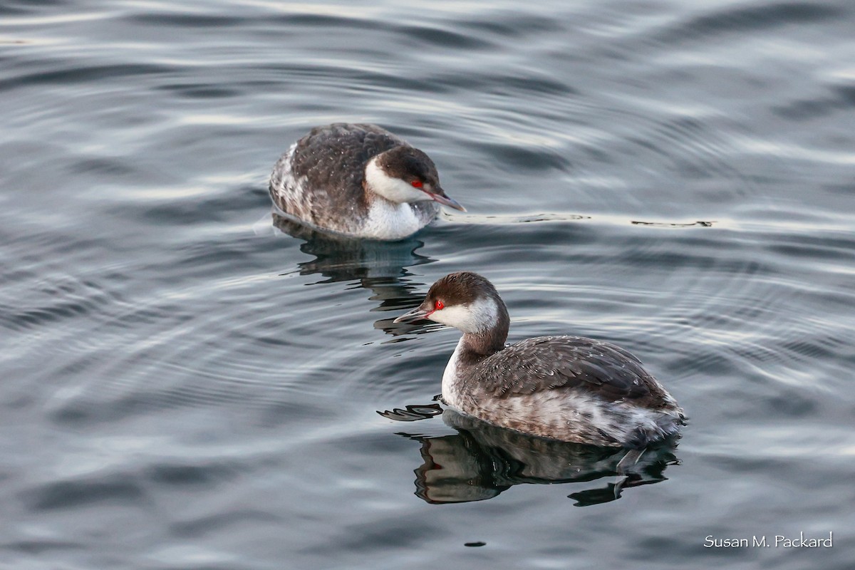 Horned Grebe - ML614695510