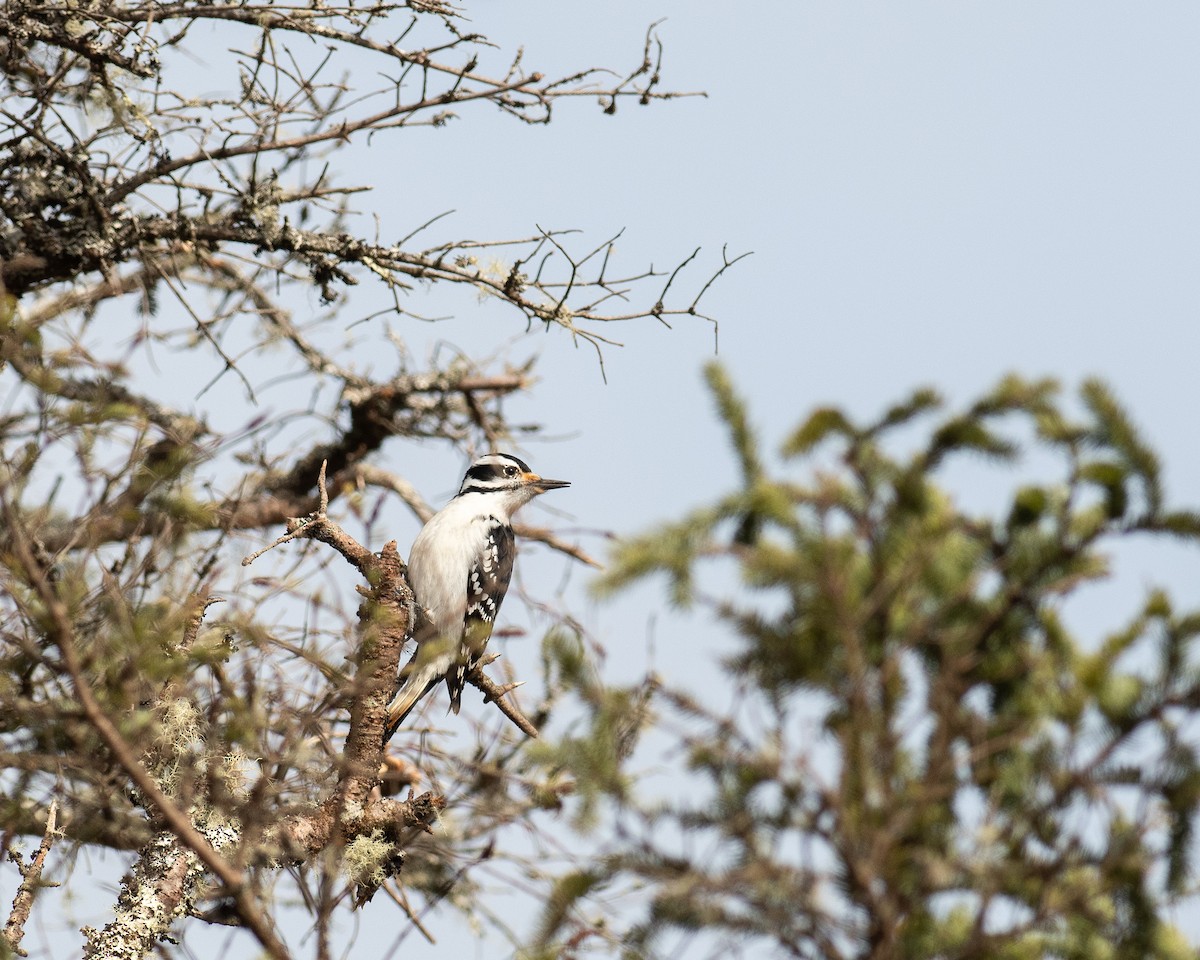 Hairy Woodpecker - ML614695522