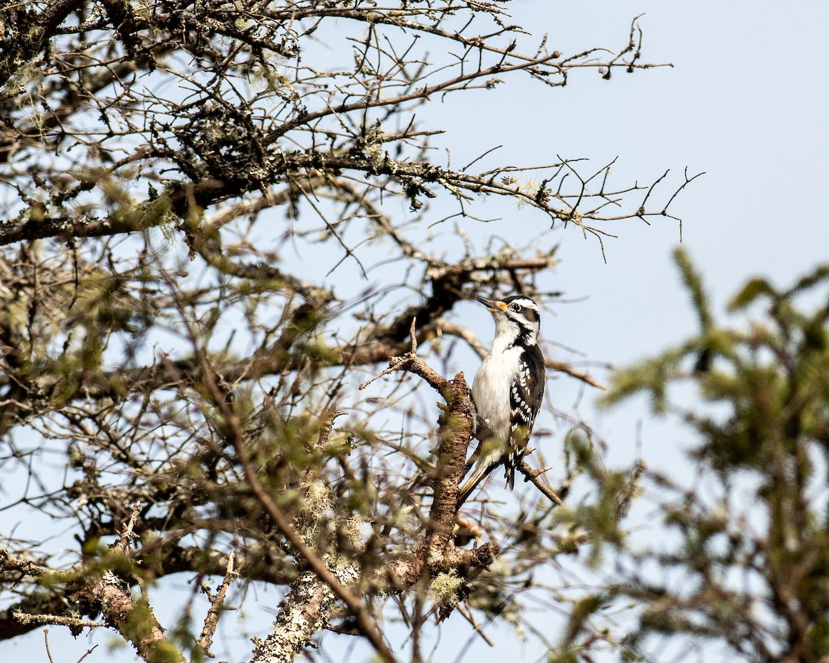 Hairy Woodpecker - ML614695523