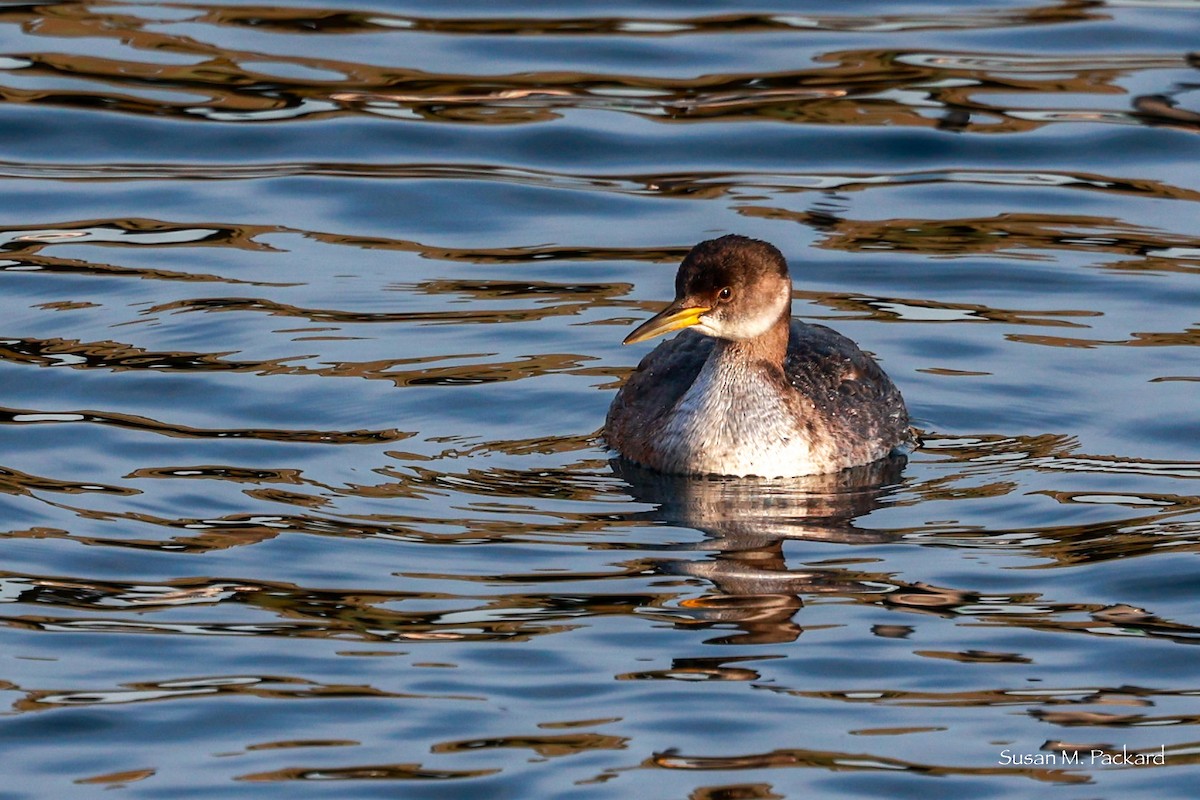 Red-necked Grebe - ML614695525