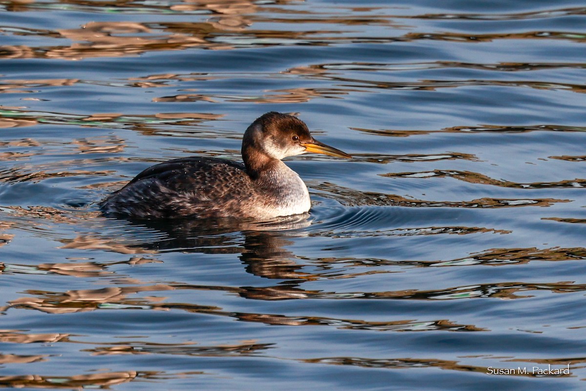 Red-necked Grebe - ML614695526