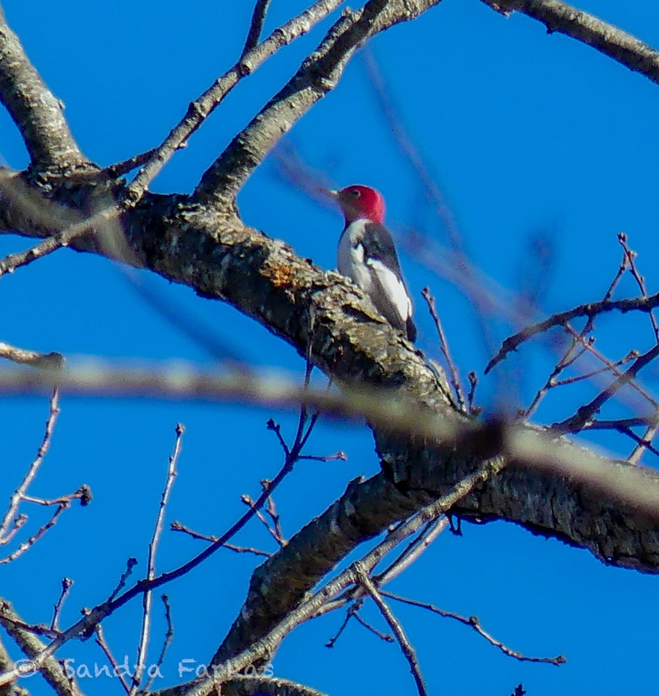 Red-headed Woodpecker - ML614695579