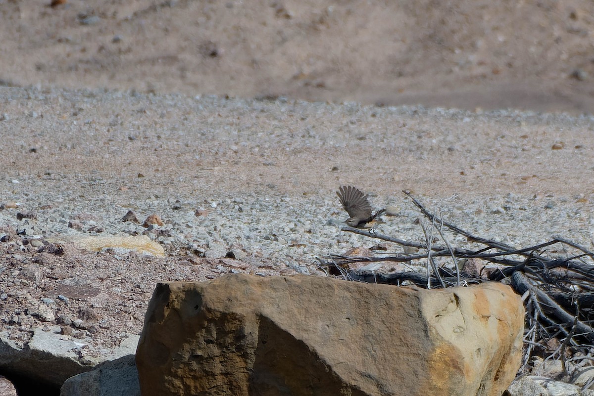 Rock Wren - Gregg McClain