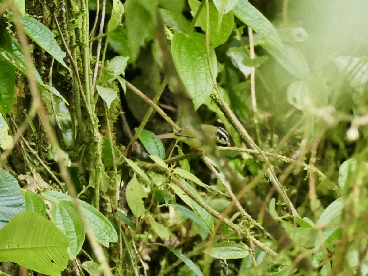 Reinita Cabecilistada (tristriatus/baezae) - ML614695724