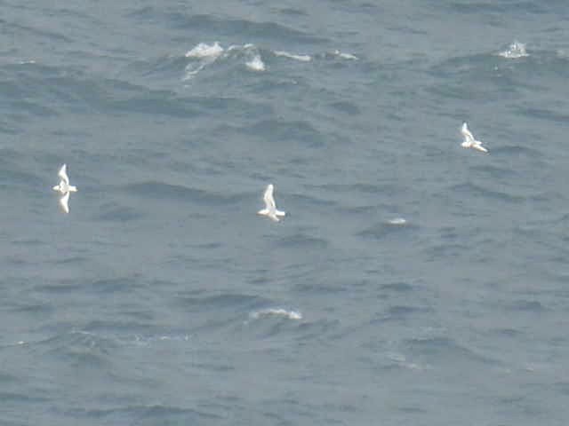 Black-legged Kittiwake - ML614695740