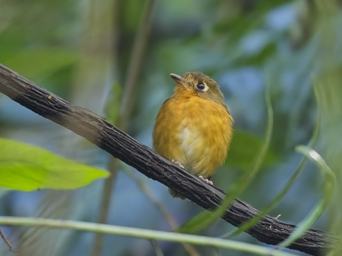 Rusty-breasted Antpitta - ML614695760