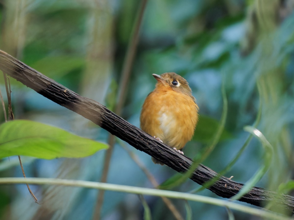 Rusty-breasted Antpitta - ML614695764