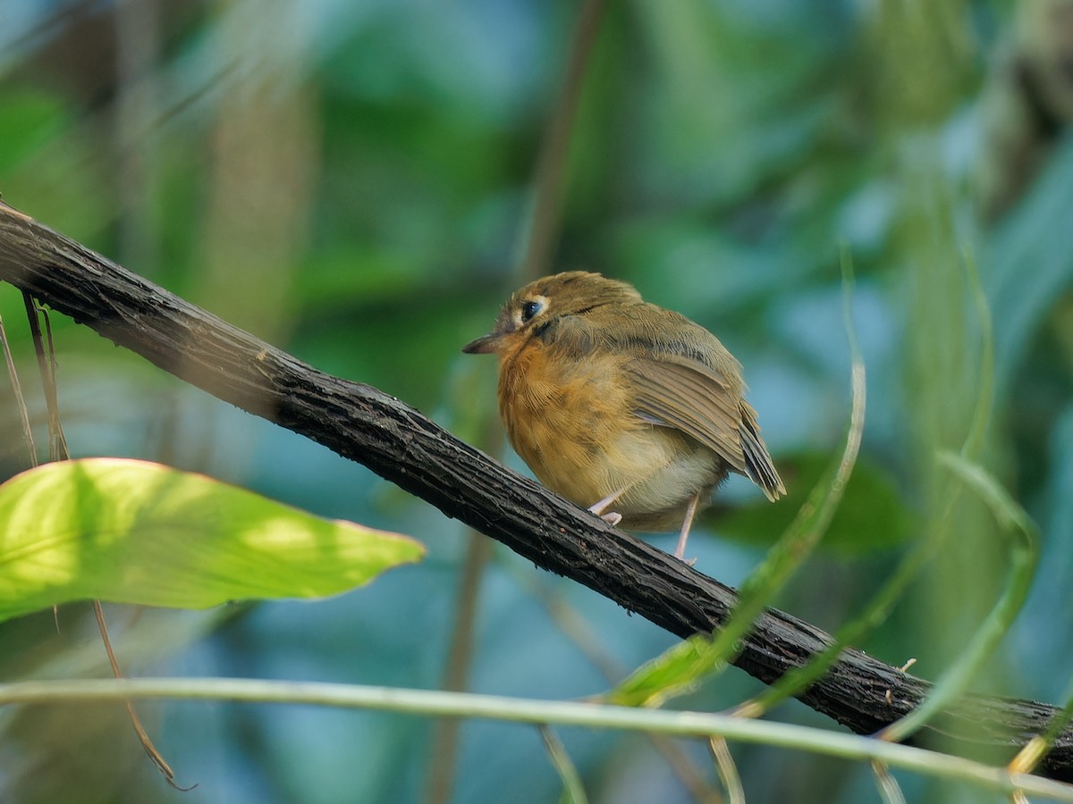 Rusty-breasted Antpitta - ML614695767