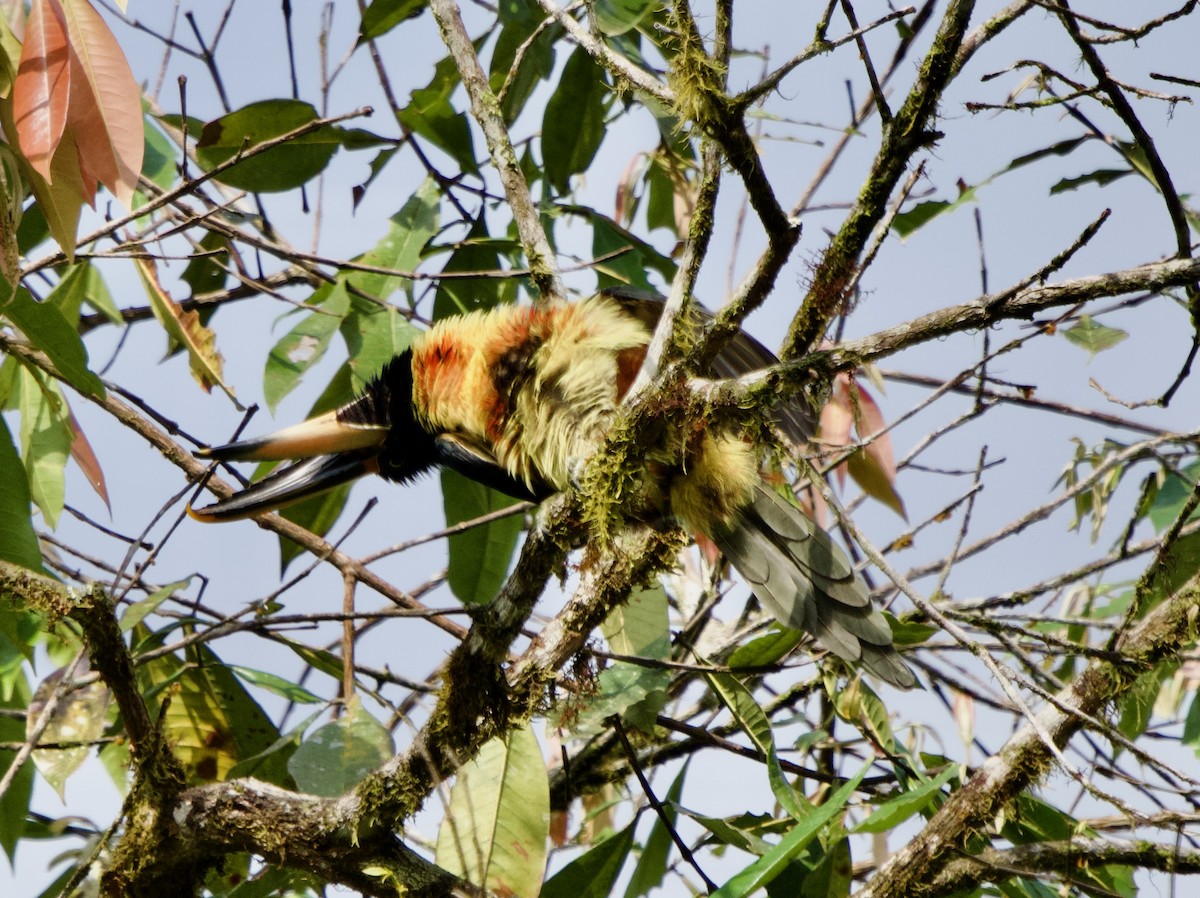 Collared Aracari - ML614695800