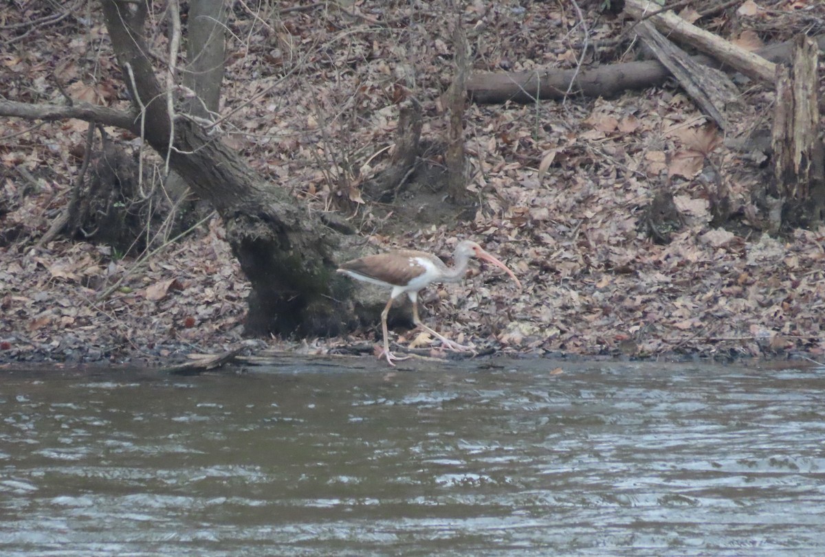 White Ibis - Joe Weiss