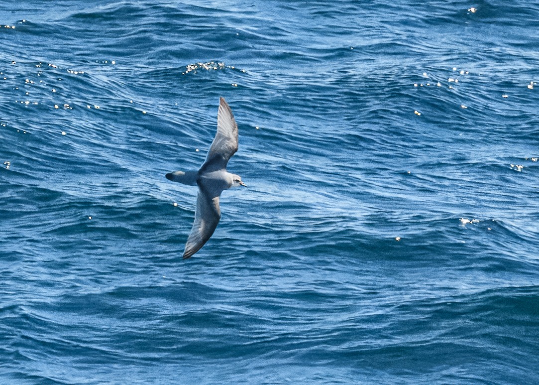 Antarctic Prion - ML614695887