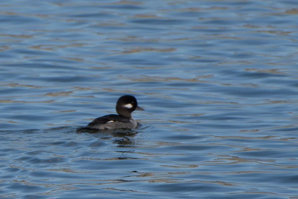 Bufflehead - ML614695911