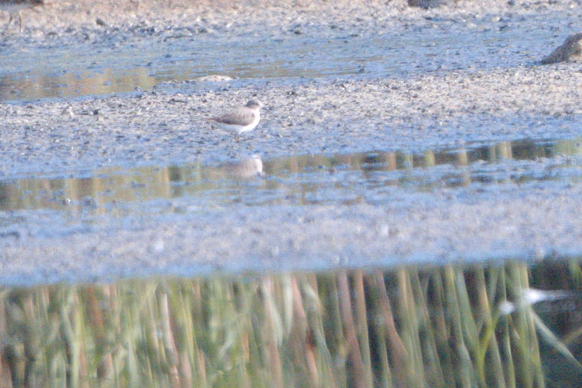 Temminck's Stint - ML614695924