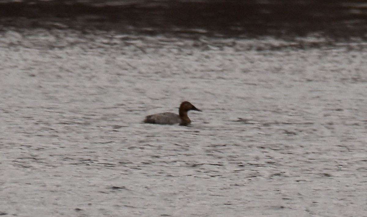 Canvasback - ML614695965