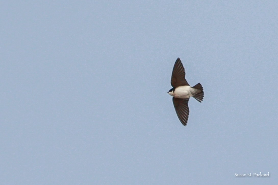 Tree Swallow - ML614695972