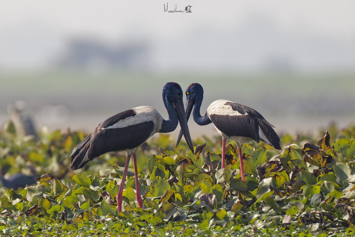 Black-necked Stork - ML614696004